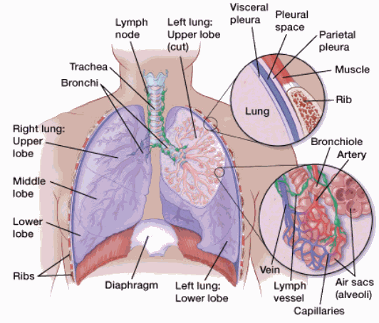 Lung Cancer