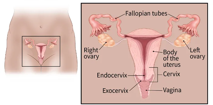  Cervical Cancer